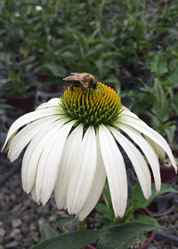 Echinacea purpurea 'White Swan'